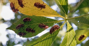 cicadas after eclipse.jpg